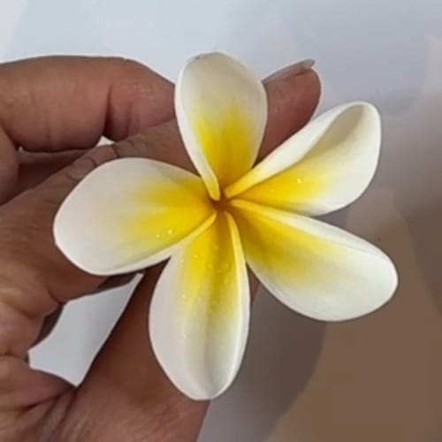 A hand holding a frangipani / plumeria flower.