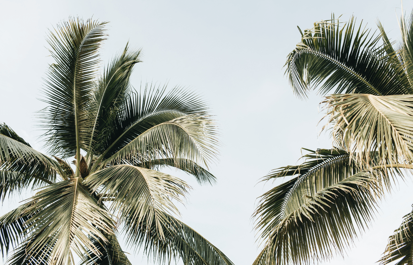 Palmen vor blauem Himmel