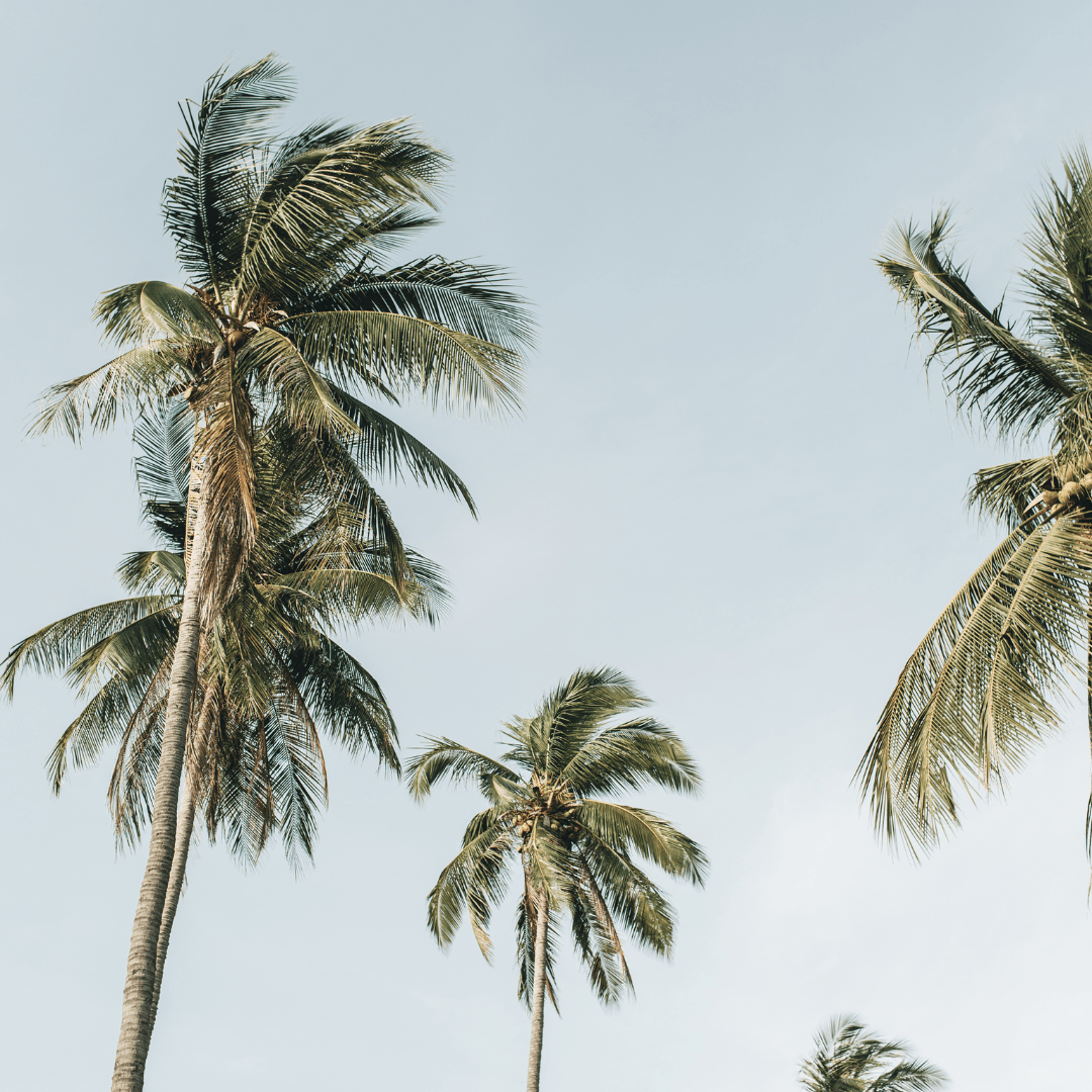 Palmen vor blauem Himmel