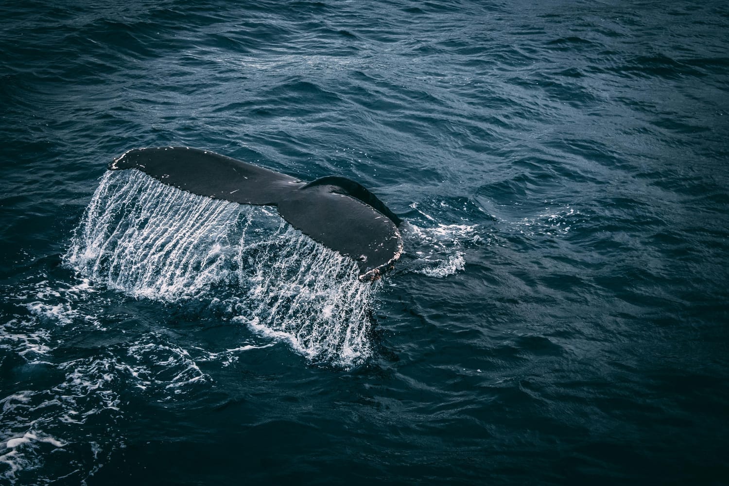 Photography of Whale Tail On Water Surface