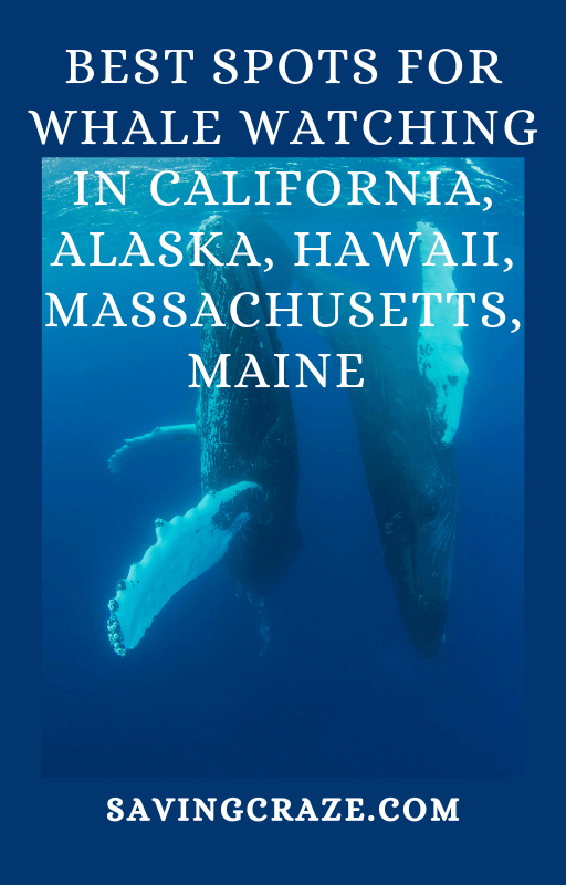 e-Cover pic of best whale watching related content