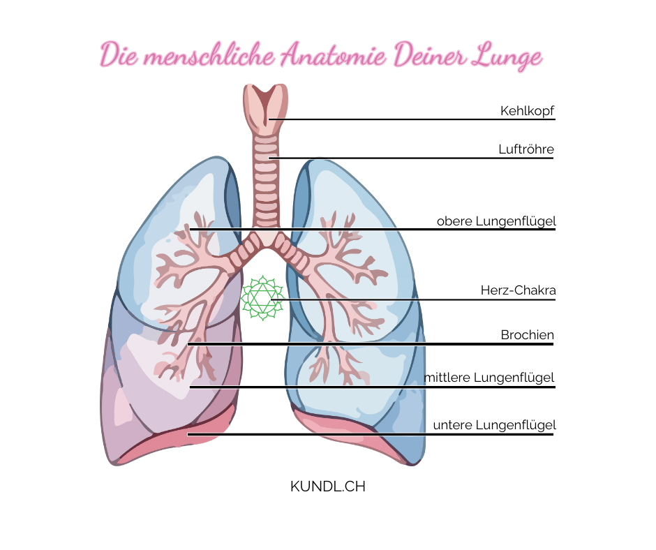 einfache Grafik mit Beschriftungen zur Anatomie Lunge