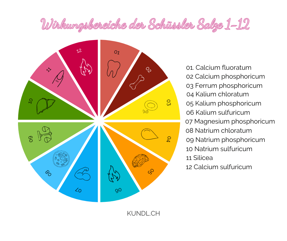 Wirkungsbereiche der Schüssler Salze 1-12 als Kreisdiagramm mit Icons und Affiliatelink