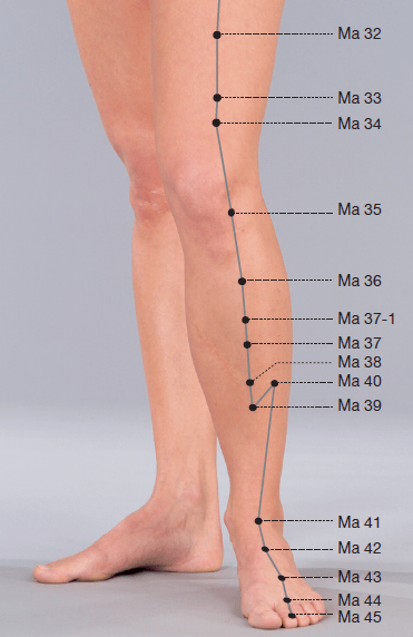 Lage des Akupunktur-Punktes Magen 36 als Affiliatelink