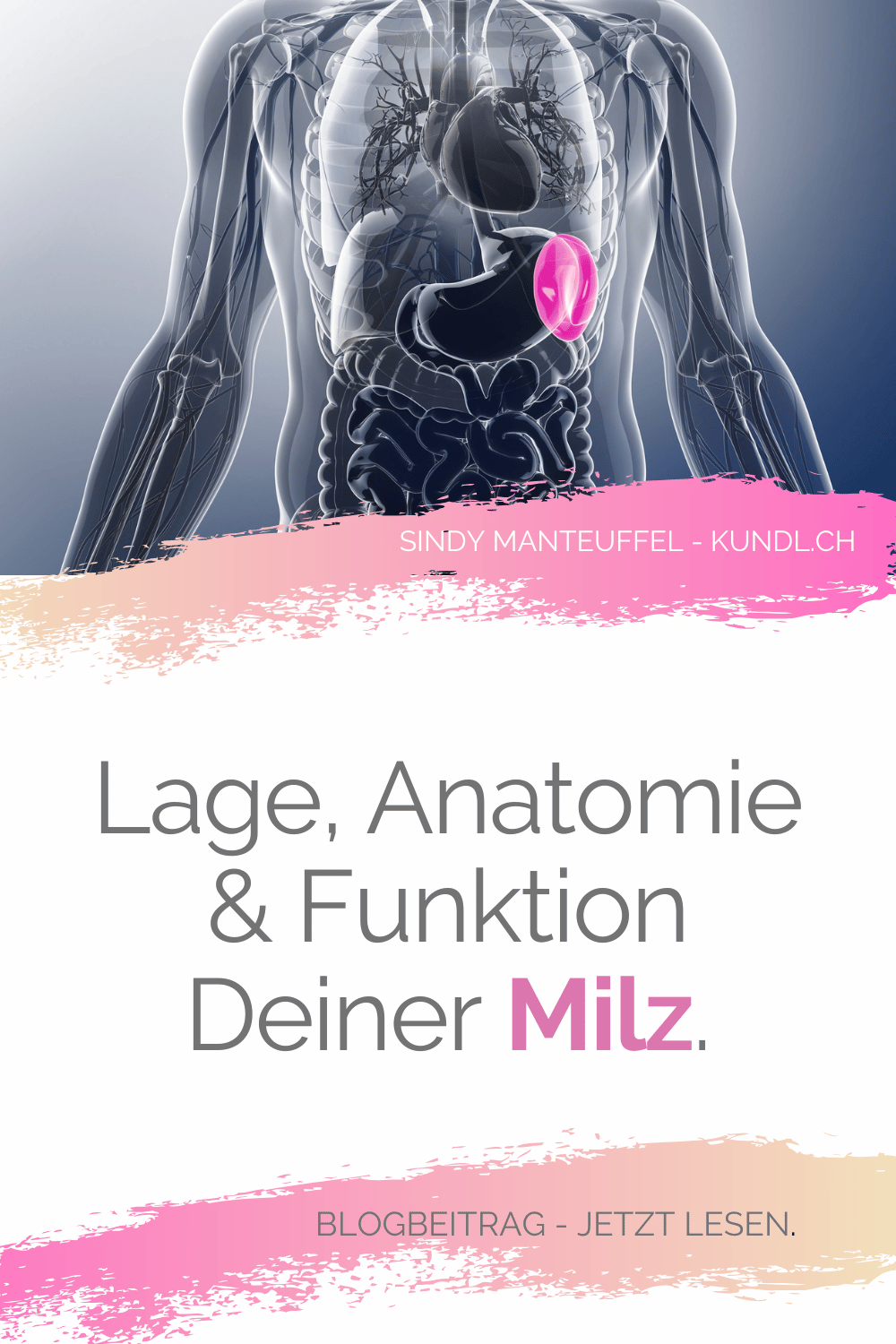 Lage der Milz im menschlichen Körper als Verlinkung zu Pinterest