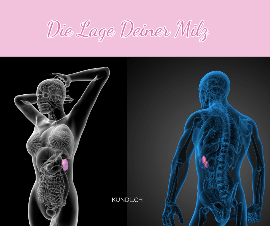 Die Lage der Milz in weiblichen und männlichen Körpern umgeben von anderen Organen als Pinterest Verlinkung