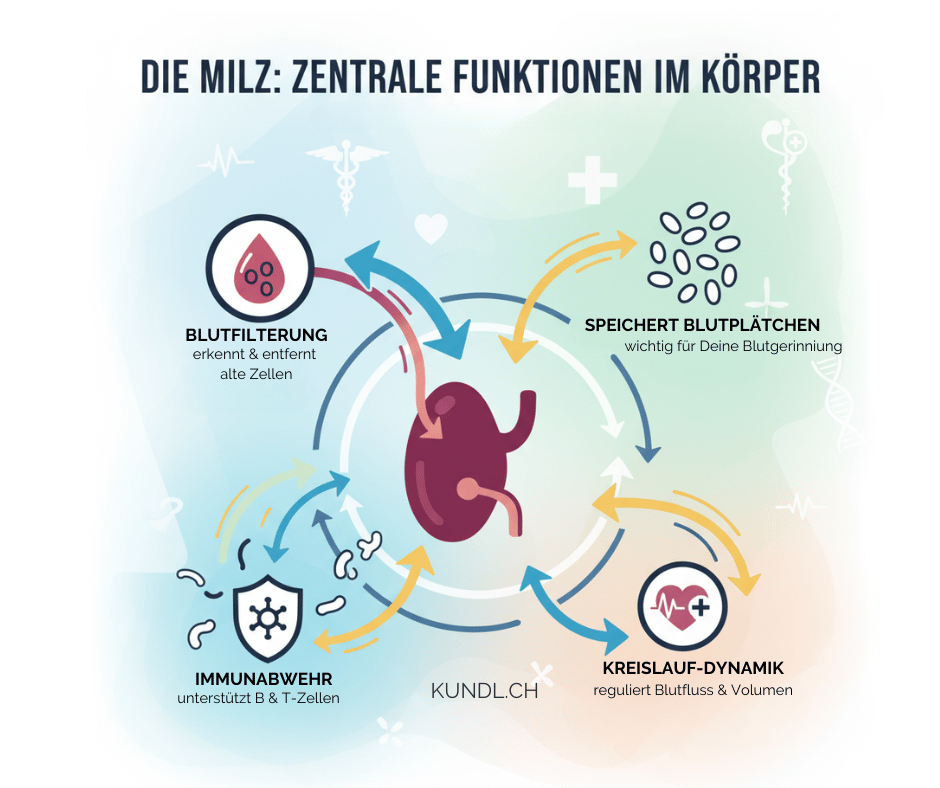 4 zentrale Funktionen der Milz im Körper mit Icons dargestellt als Pinterest Verlinkung
