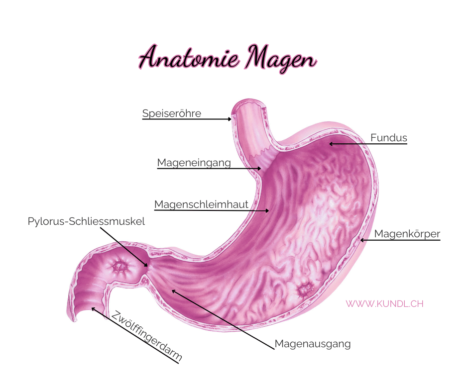 Anatomie des Magens