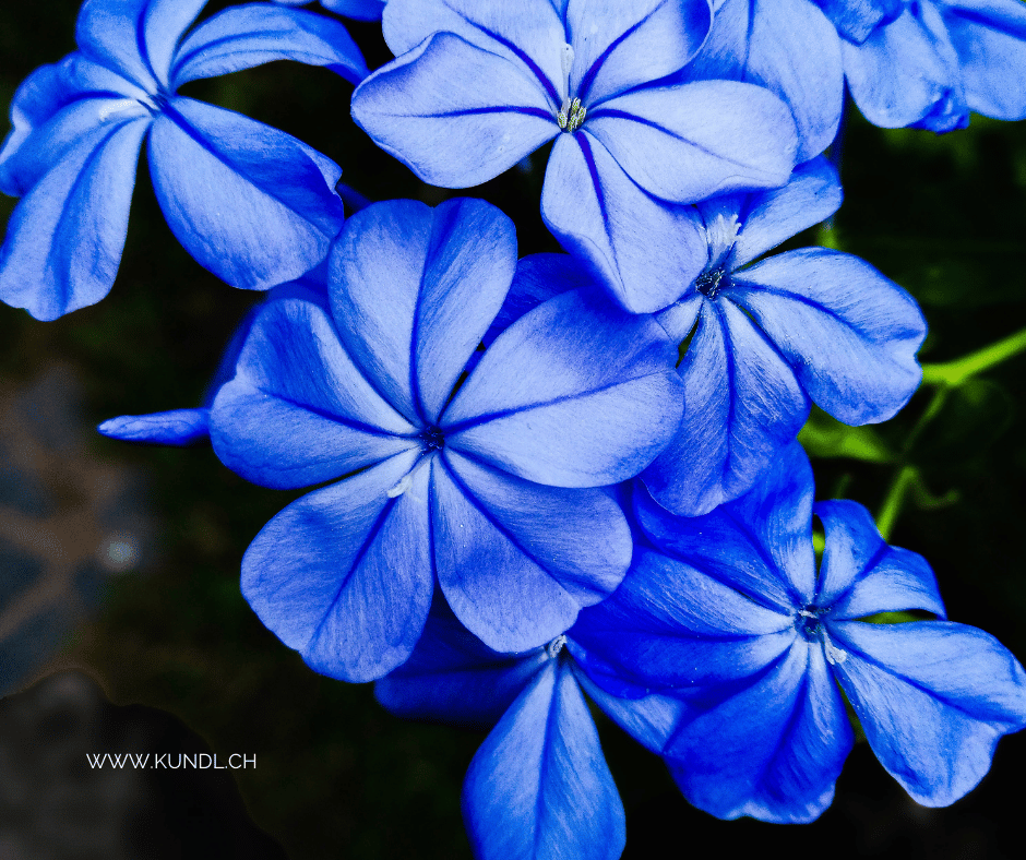 Cerato Blüten als Grundlage für die Bachblüte Cerato