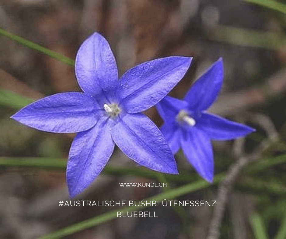 australische Bushblüte Bluebell