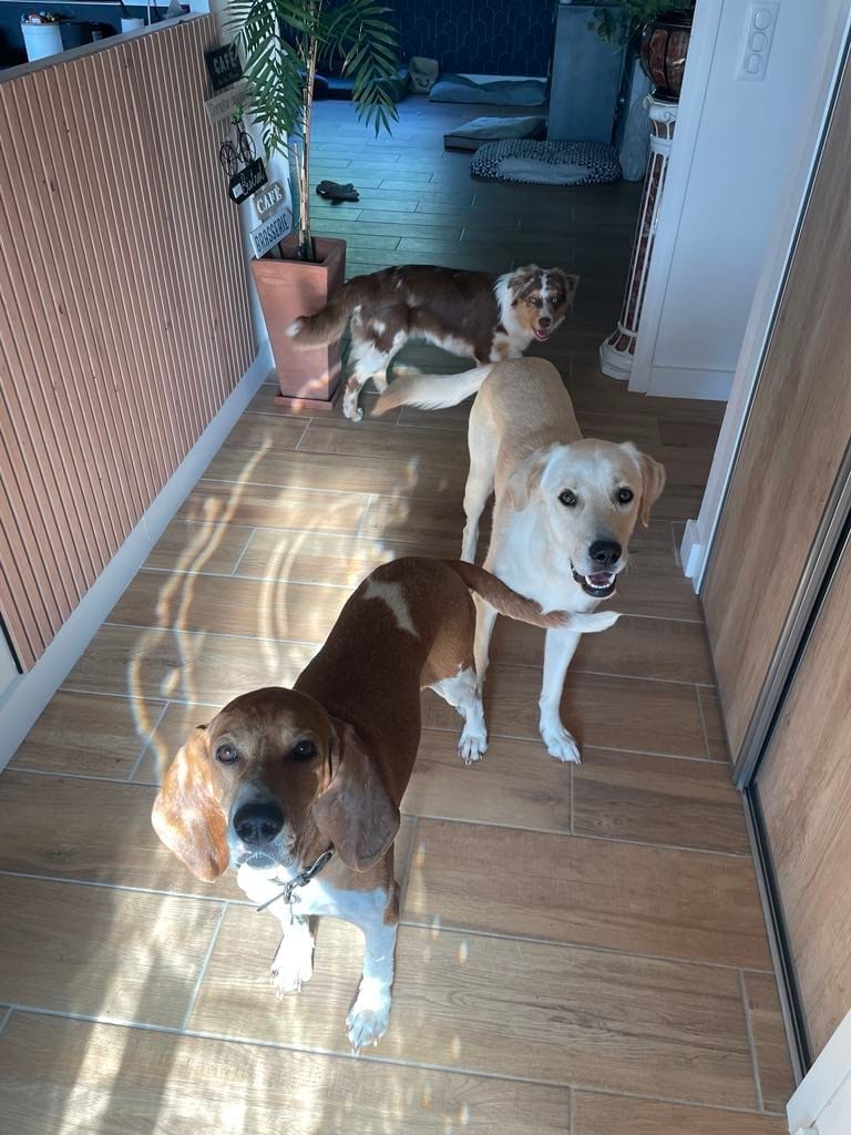 Pet sitter à Marssac-sur-Tarn – Accueil familial pour chiens