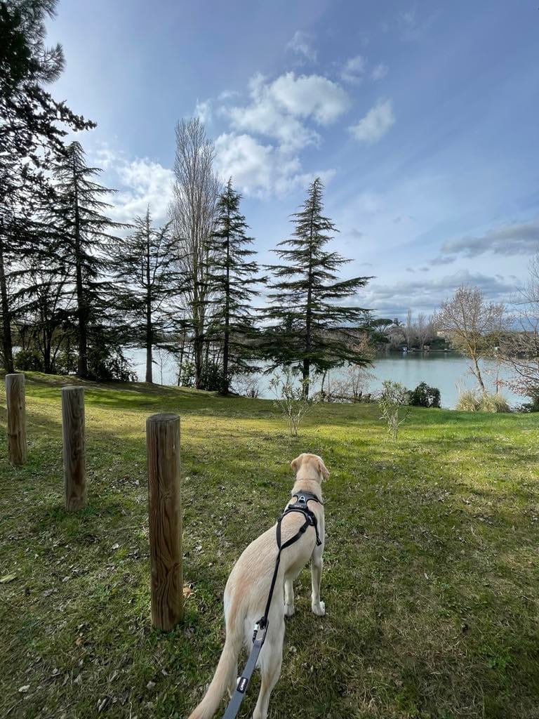 Promenade et soins pour chiens près d’Albi et Gaillac