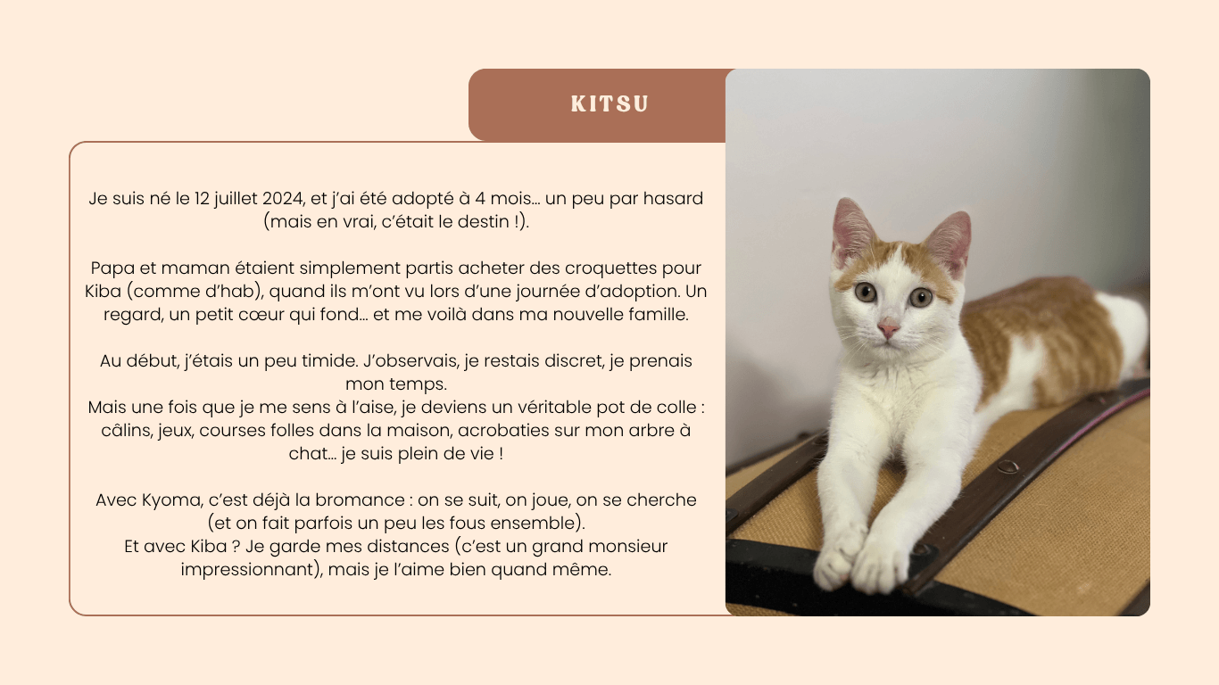 Kitsu – Chat de la pet sitter à Marssac-sur-Tarn