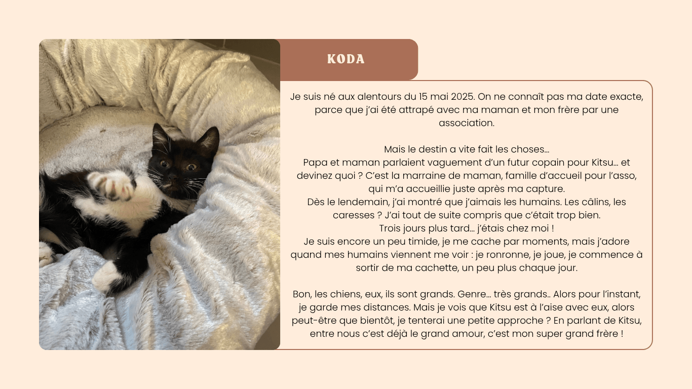 Koda – Chien de la pet sitter, compagnon de l’accueil familial à Marssac-sur-Tarn