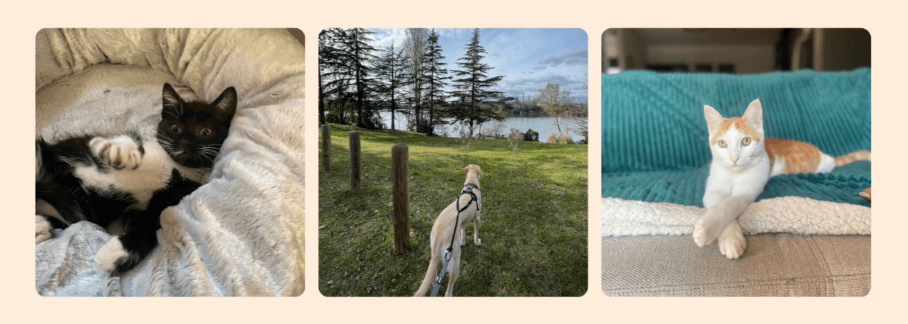 Visite à domicile pour chiens et chats à Marssac-sur-Tarn