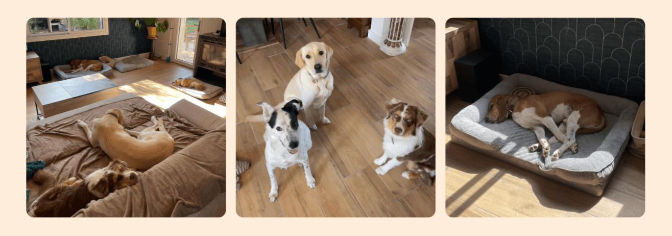 Garde régulière de chien à domicile à Marssac-sur-Tarn, près d’Albi