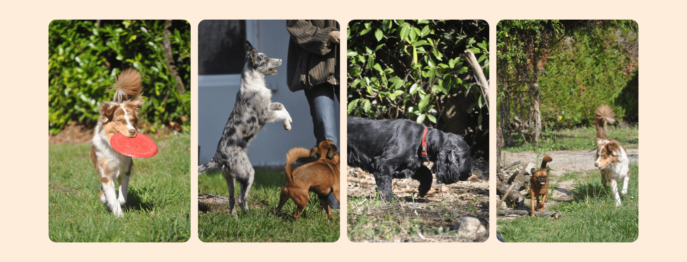 Accueil familial pour chiens à Marssac-sur-Tarn, près d’Albi et Gaillac