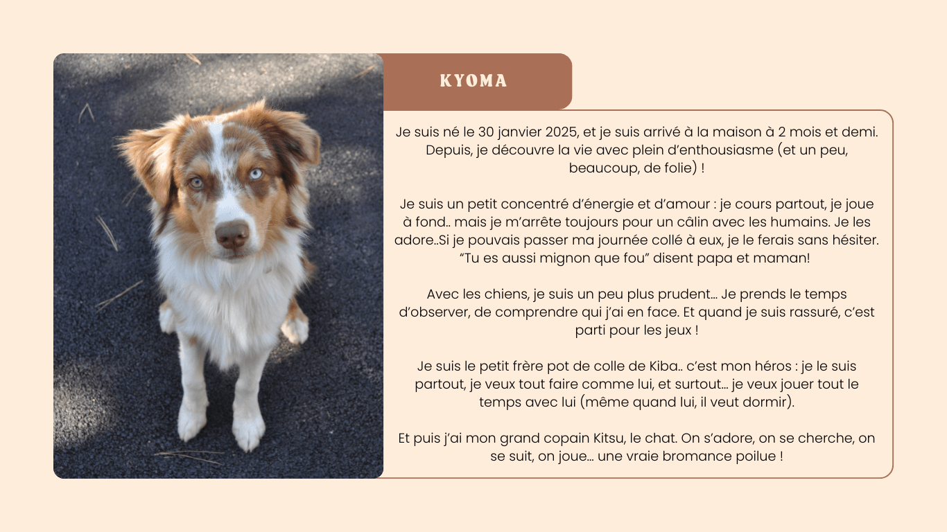 Kyoma – Chien de la pet sitter, accueilli dans un cadre familial près d’Albi