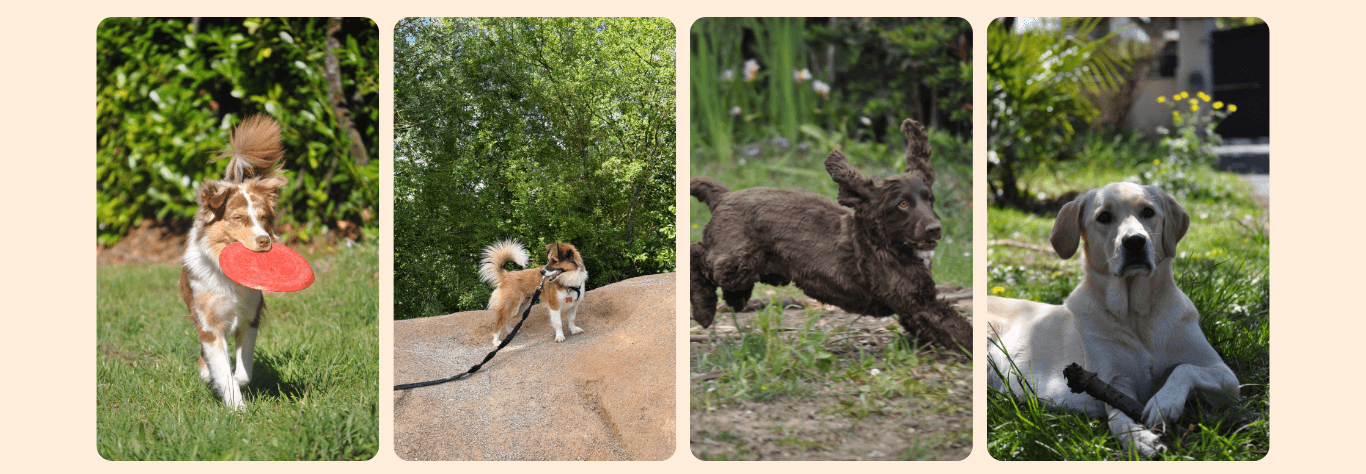 Accueil familial pour chiens à Marssac-sur-Tarn, près d’Albi et Gaillac
