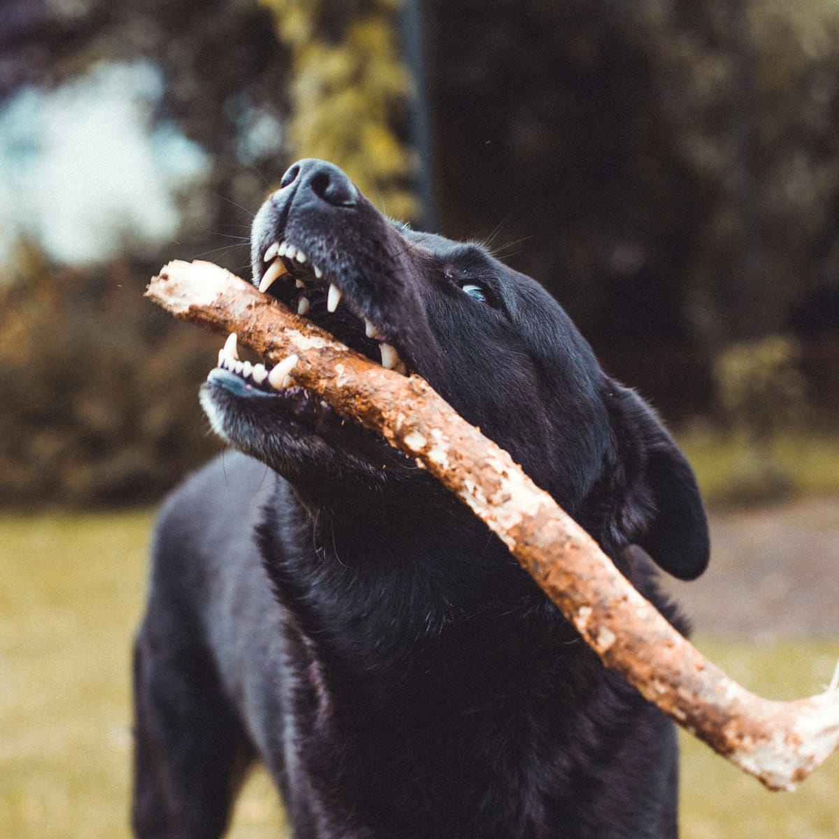 Dogs Teeth Bleeding After Tug of War? Harmless or a Serious Concern?
