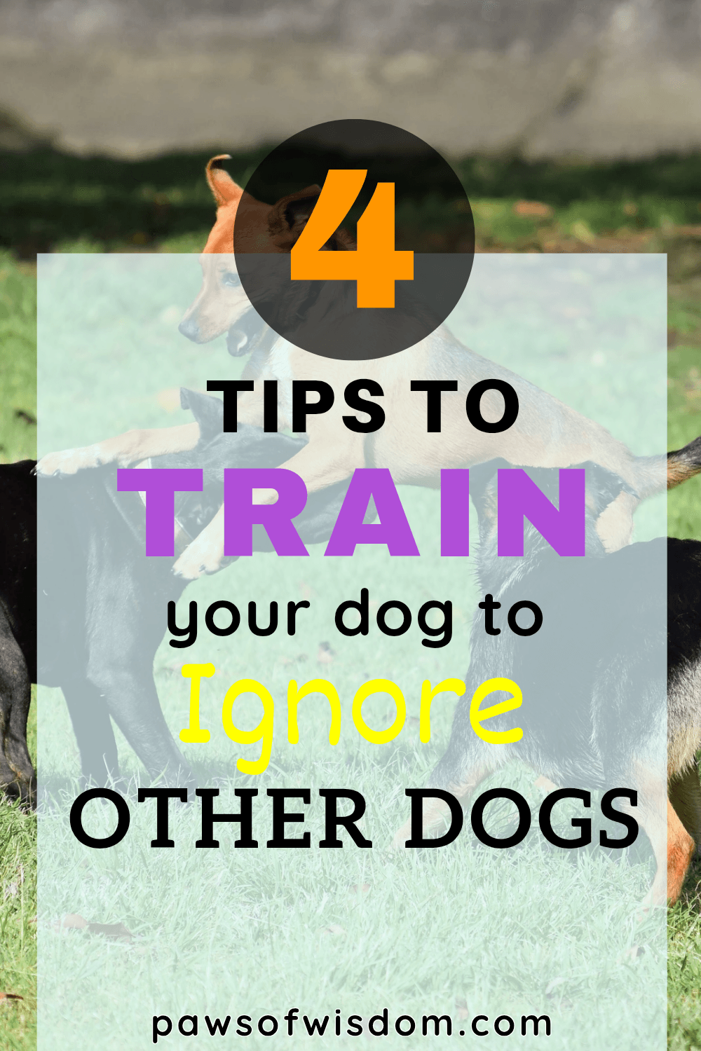 training your dog to ignore other dogs pin image