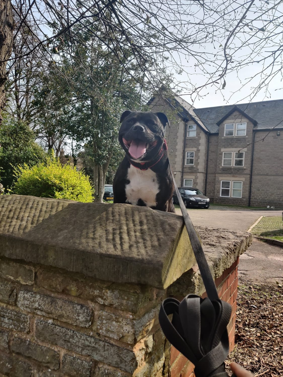 black and white staffy confidently sat on a ledge with tongue out