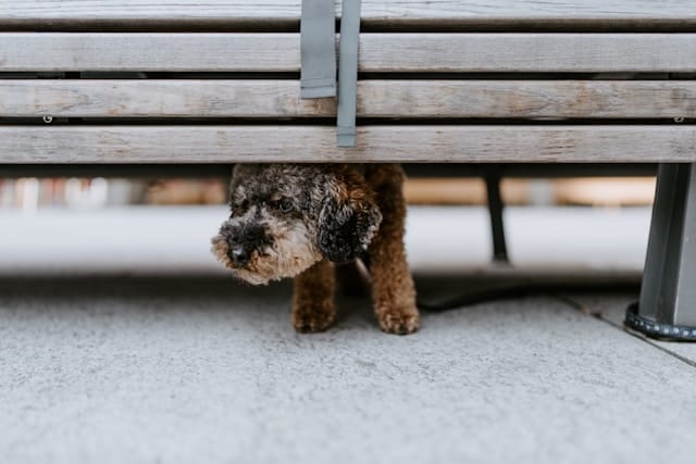 black and brown long coated small dog hiding under a bench