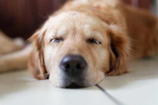 brown labrador retriever lying on the floor
