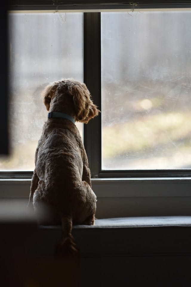 a dog sitting by the window sill looking out the window