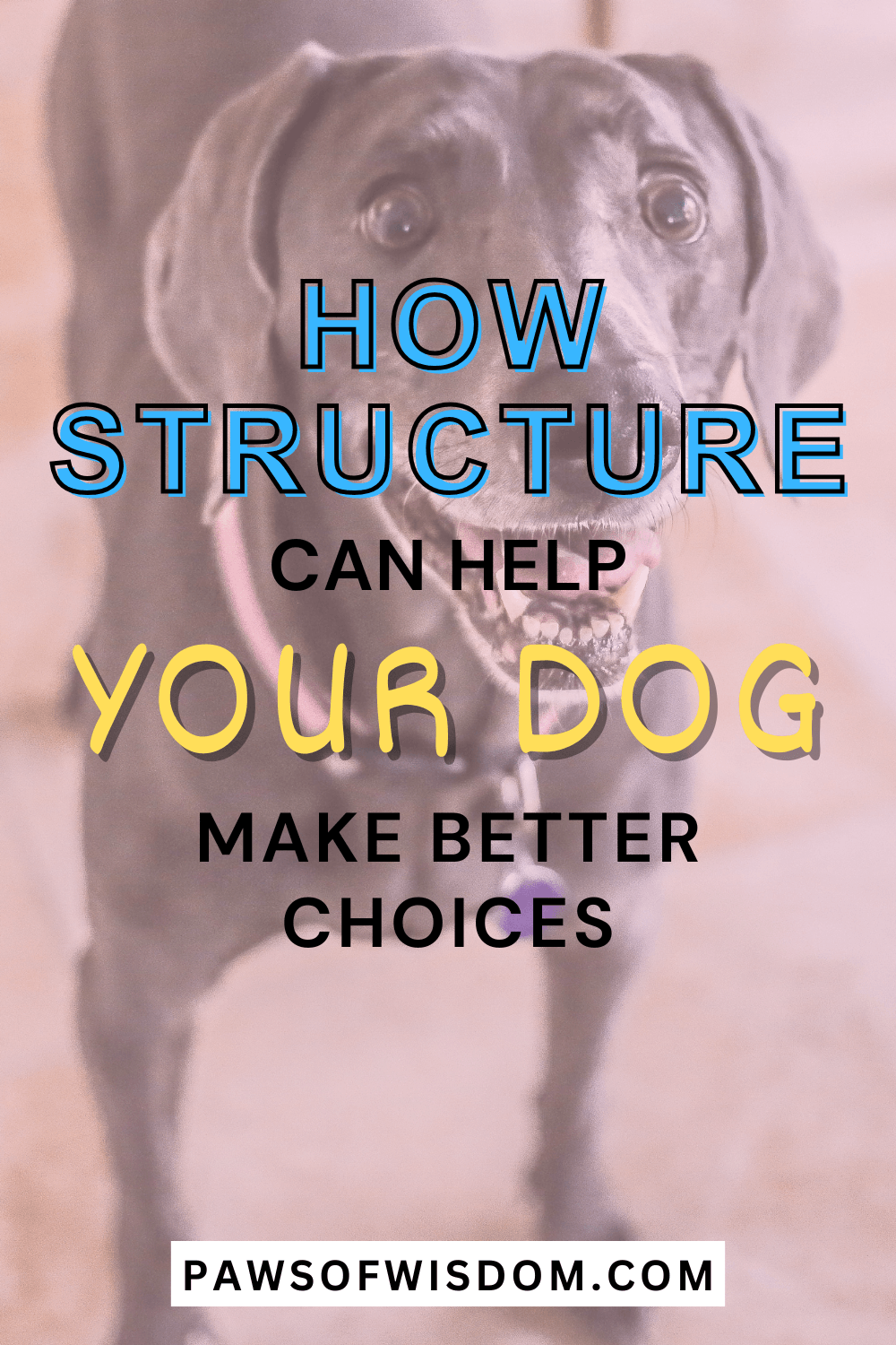 creating structure for dysregulated dog pin image