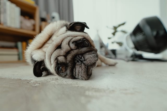 fawn pug lying on the floor