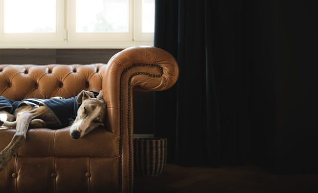 a dog laying on top of a couh next to a window