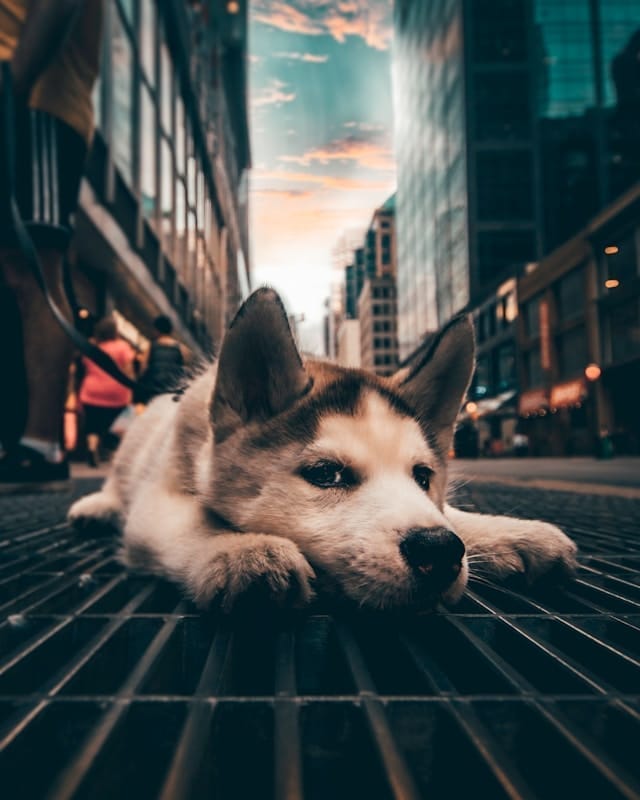 white dog lying on vent in street