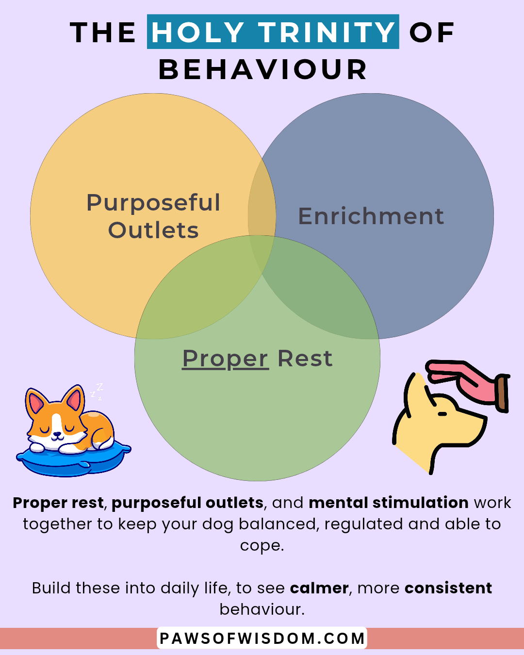 the holy trinity of behaviour and regulation for dogs