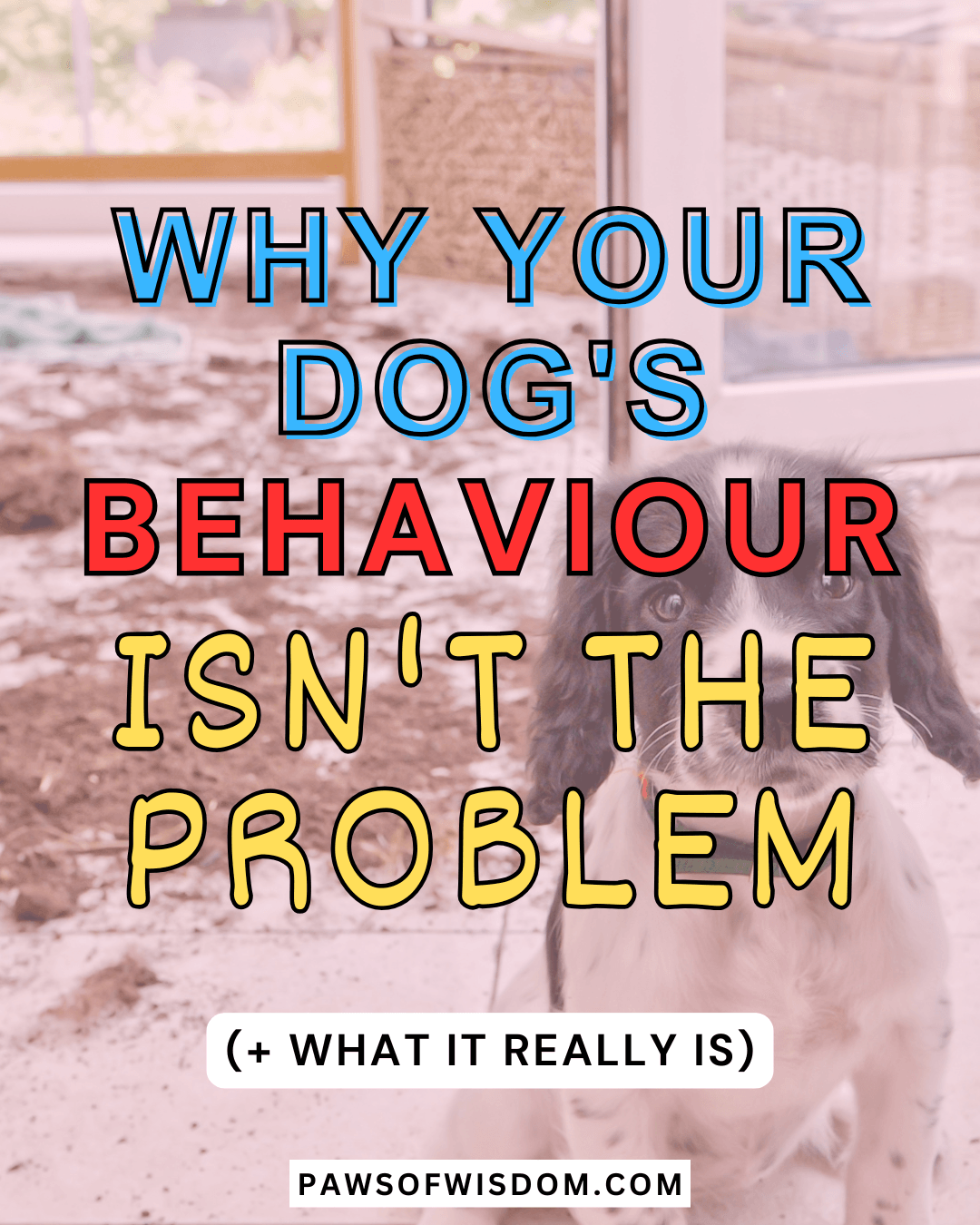 overstimulation in dogs pin image