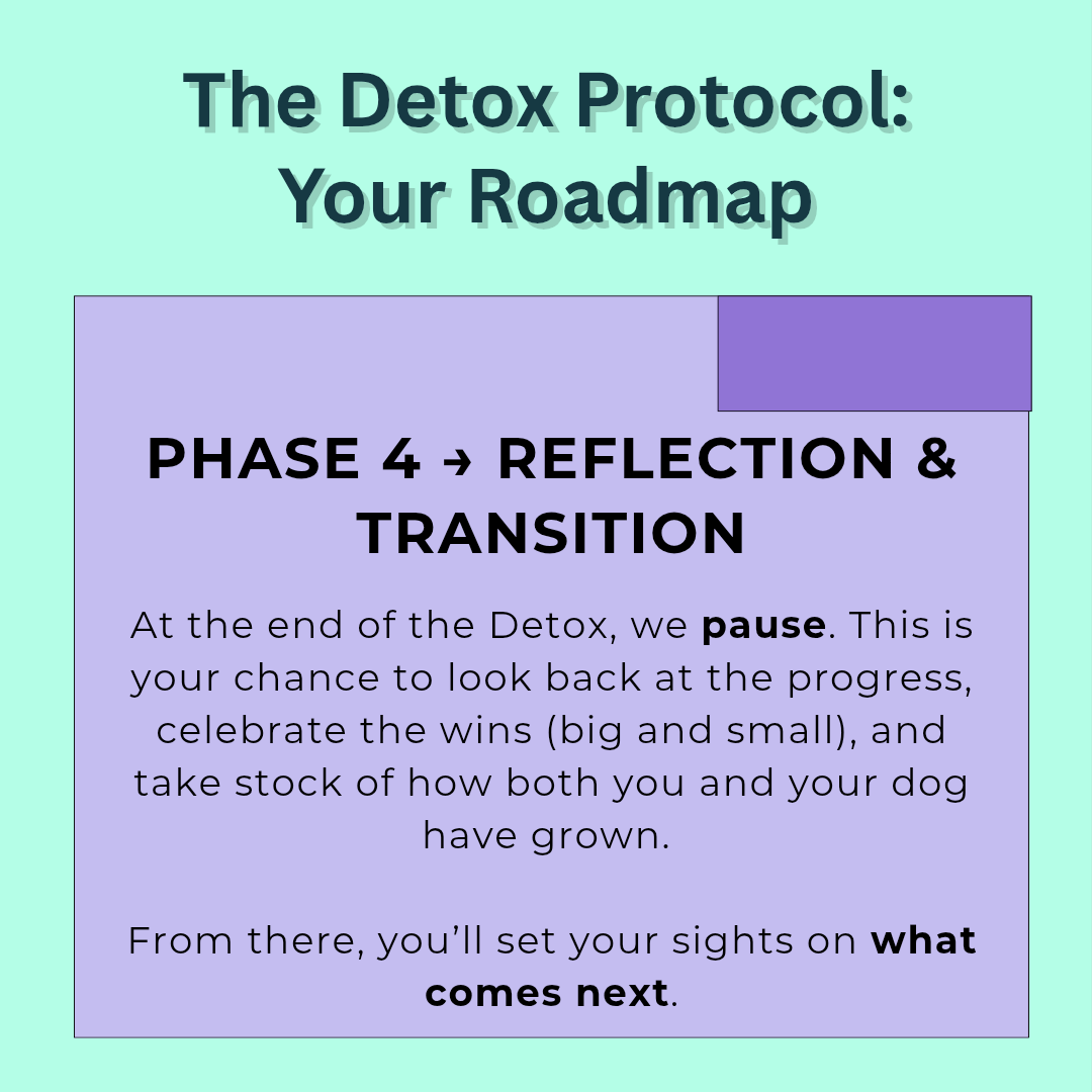 Paws of wisdom Detox protocol phase 4 reflection and transition 