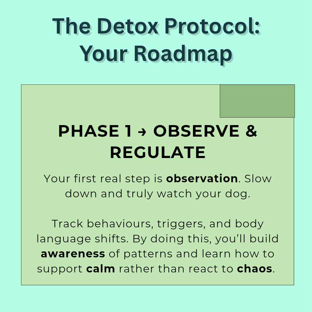 Paws of wisdom Detox protocol phase 1 observe and reflect