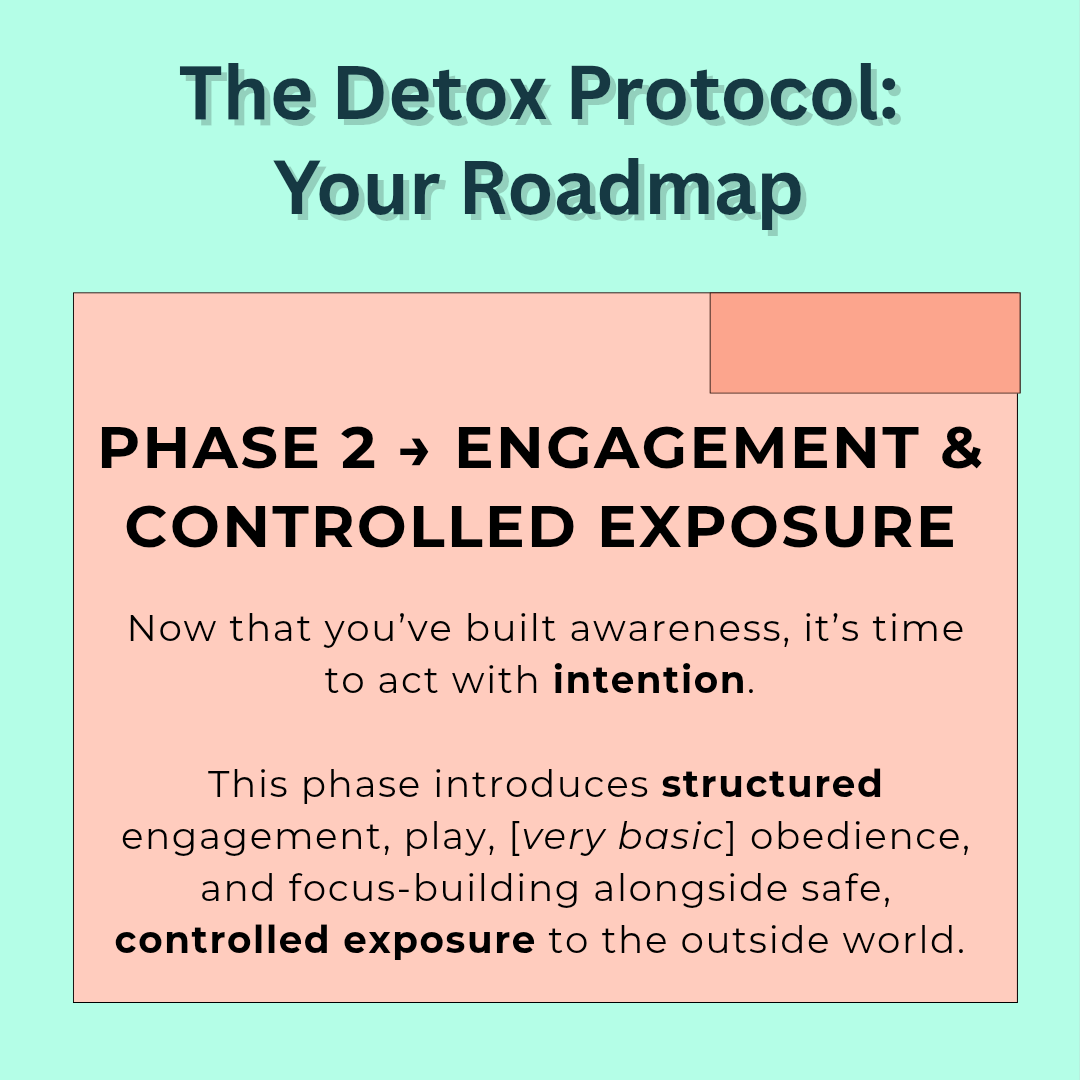 Paws of wisdom Detox protocol phase 2 engagement and exposure