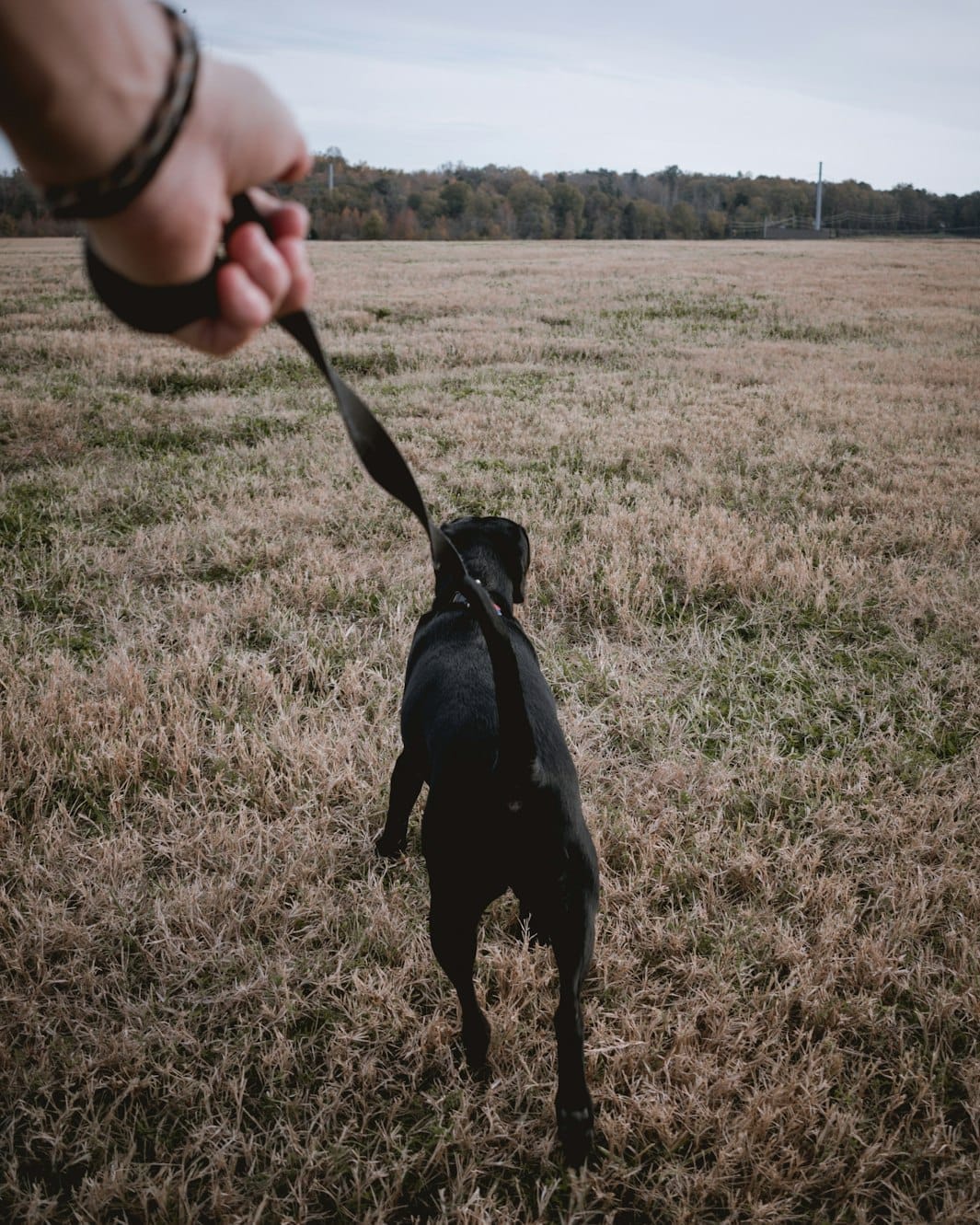 Person holding leash of black dog in field 