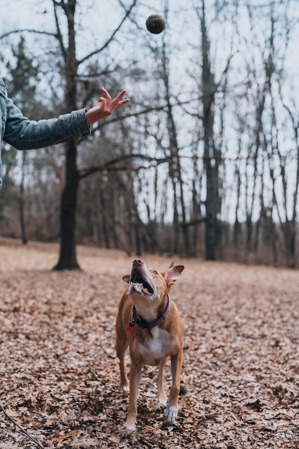 Dog catching a ball mid-air 