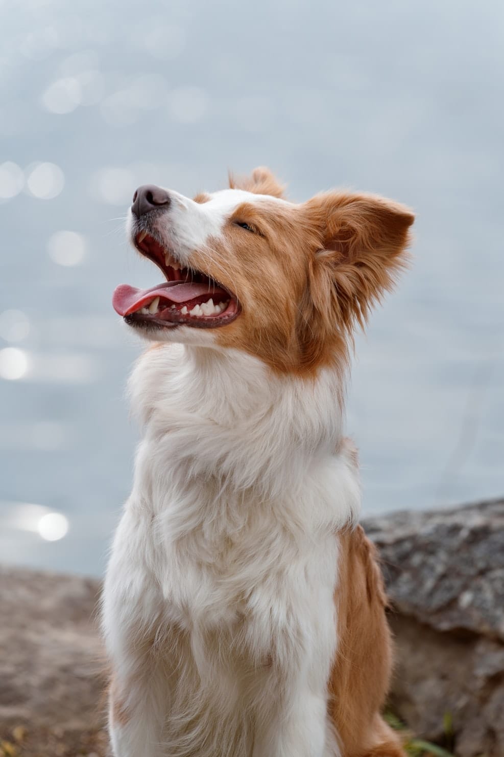 a happy dog enjoys the sunshine 