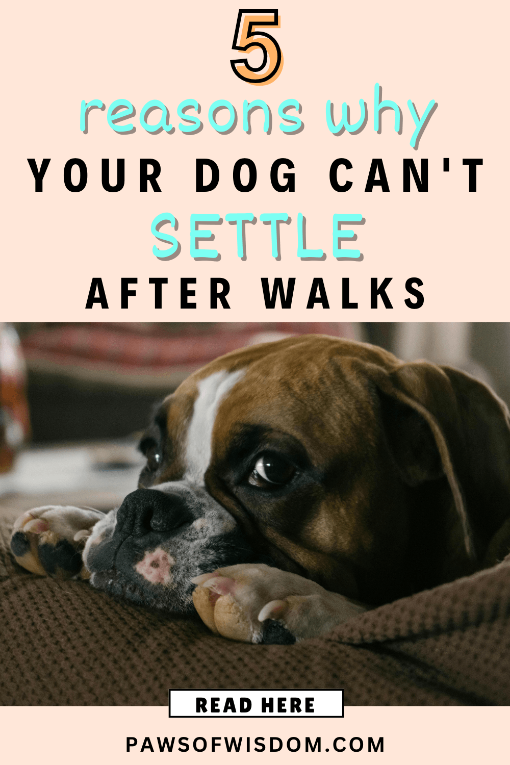Dog can't settle after walks pin image