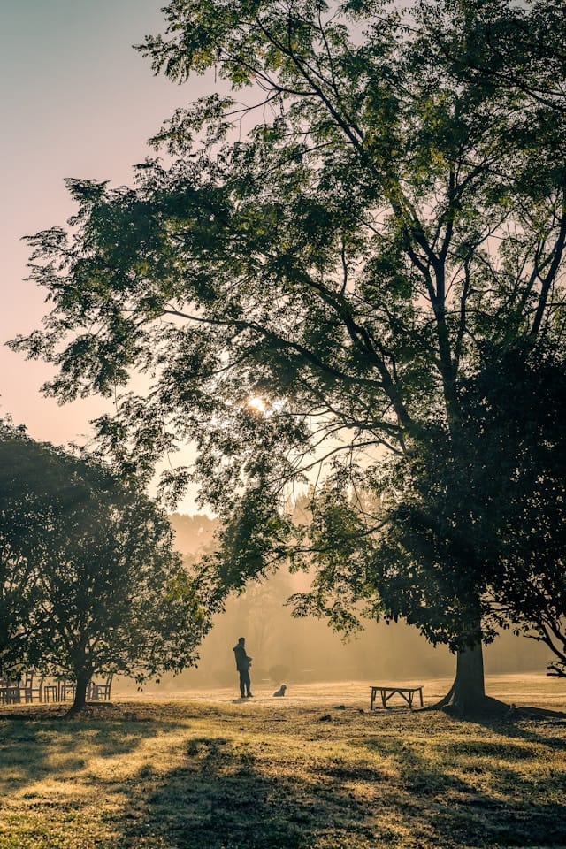 Man with dog in misty park