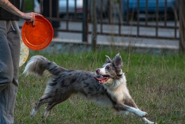 Dog running towards red frisbee in park