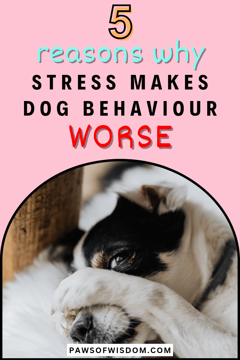 How stress makes dog behaviour worse pin image