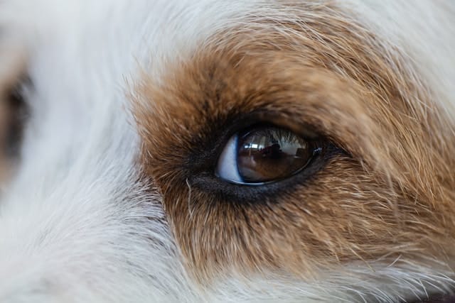 Dog white and brown fur eye 