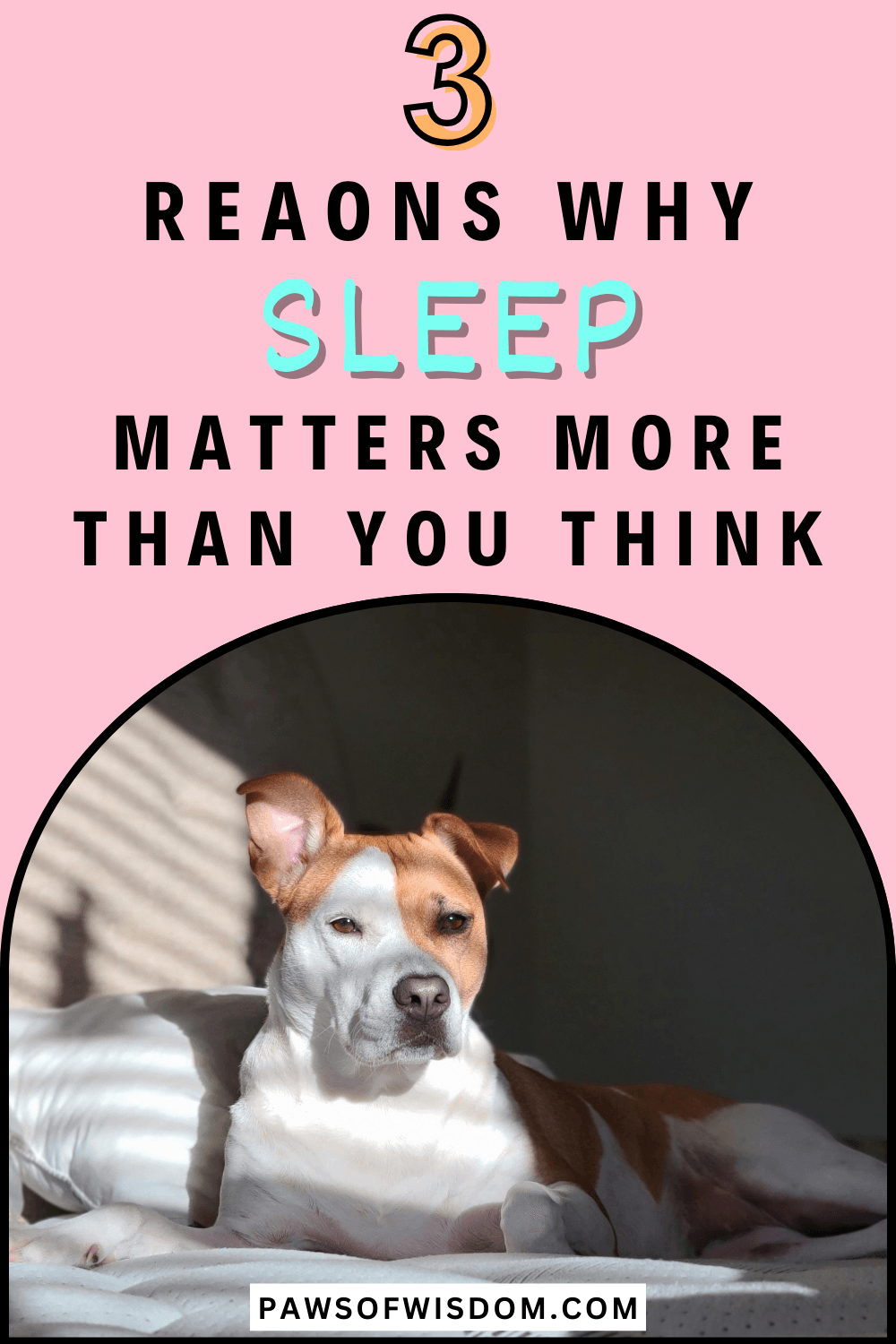 Why sleep matters for dog behaviour pin image 