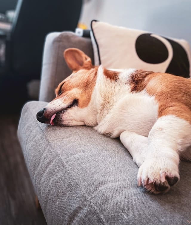 Brown and white dog sleeping on sofa with tongue out
