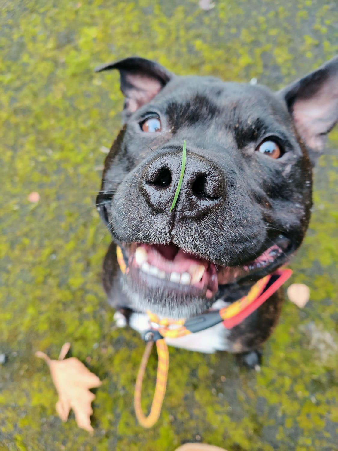 Paws of wisdom Jasper staffie