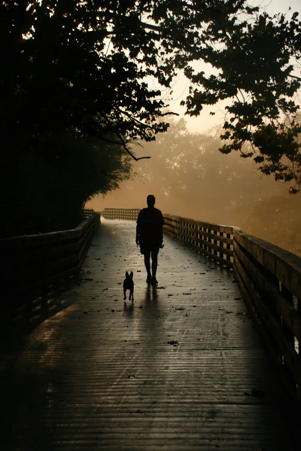 walking with dog in sunset